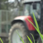 guelle_mist05